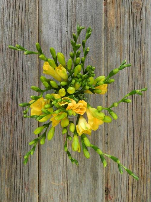 Freesia--YELLOW  